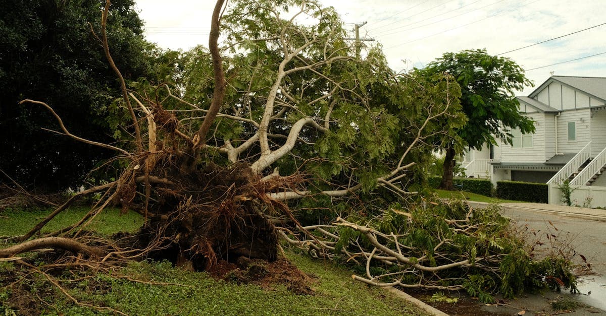 Cover Image for How to File an Insurance Claim for Fallen Tree Damage